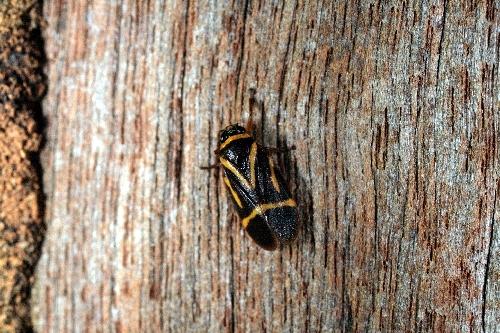 Maxantonia lineola