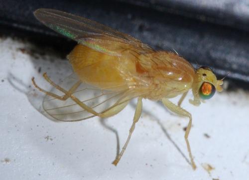 Chyromya sp.