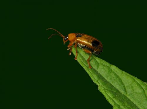 Réf. 46 112 : Phyllobrotica quadrimaculata