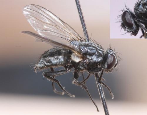 Réf. 46 031 : Hydrotaea sp.