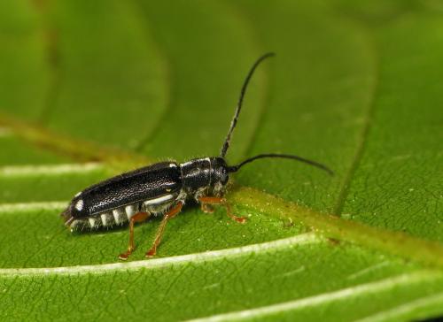 Réf. 46 198 : Menesia bipunctata