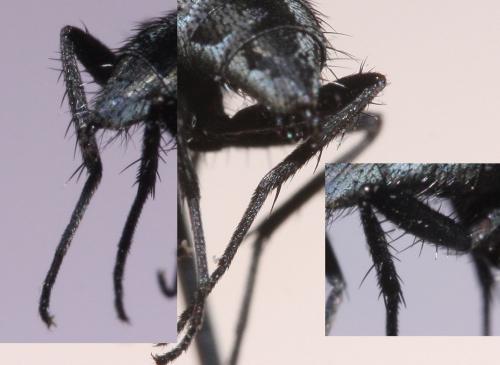 Hydrotaea sp.