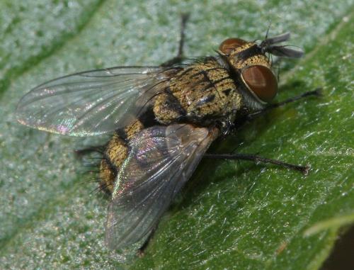 Réf. 46 459 : Bactromyia aurulenta