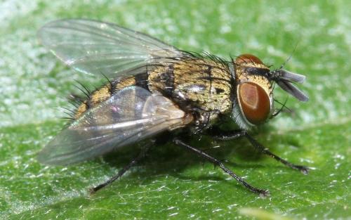 Bactromyia aurulenta