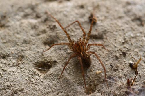 Réf. 46 817 : Tegenaria silvestris