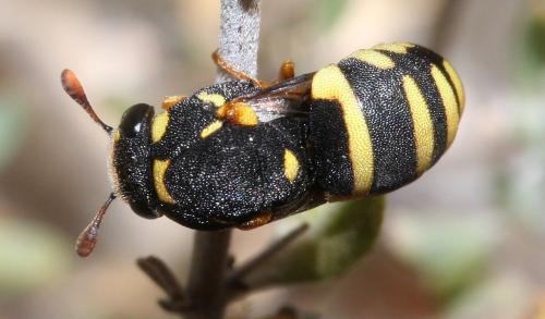 Celonites abbreviatus
