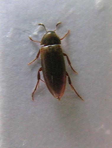 Orchesia sp.
