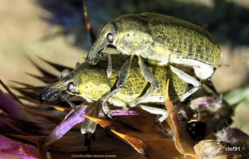 Larinus cynarae
