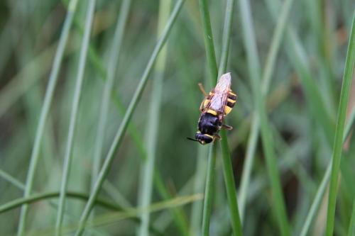 Stratiomys potamida