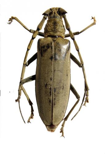 Réf. 46 781 : Massicus raddei