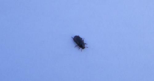 Alphitobius diaperinus