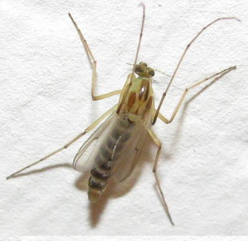 Chironomus sp.