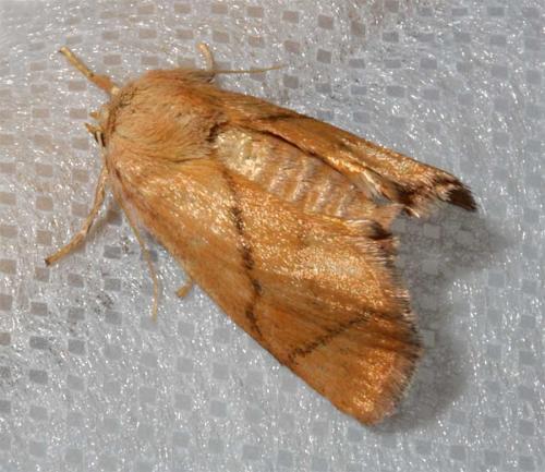 Réf. 46 681 : Apoda limacodes