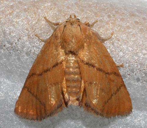 Réf. 46 682 : Apoda limacodes