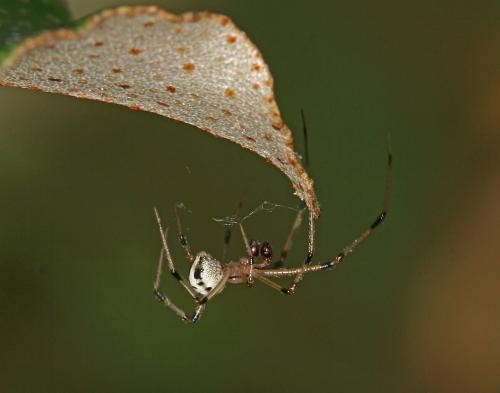 Réf. 46 365 : Heterotheridion nigrovariegatum