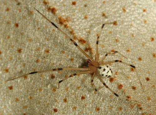 Réf. 46 366 : Heterotheridion nigrovariegatum