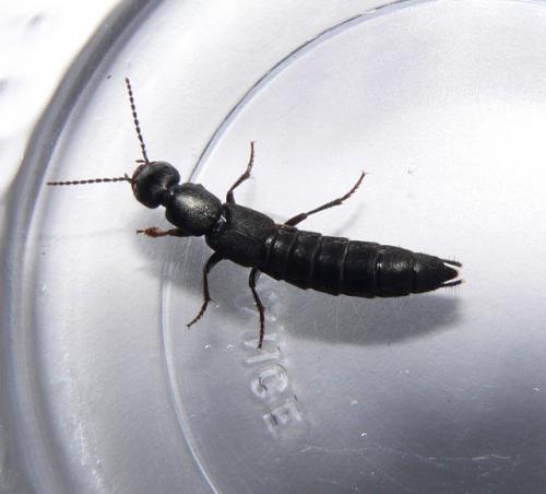 Tasgius sp.
