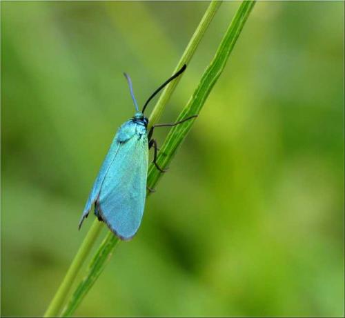 Réf. 46 261 : Adscita sp.