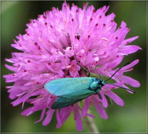 Réf. 46 262 : Adscita sp.