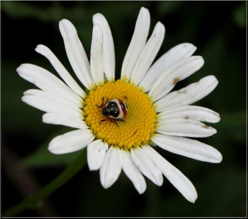 Carpocoris sp.