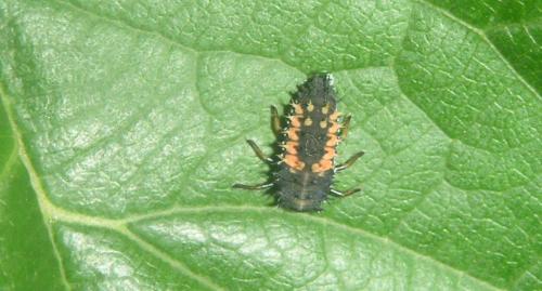 Réf. 46 431 : Harmonia axyridis