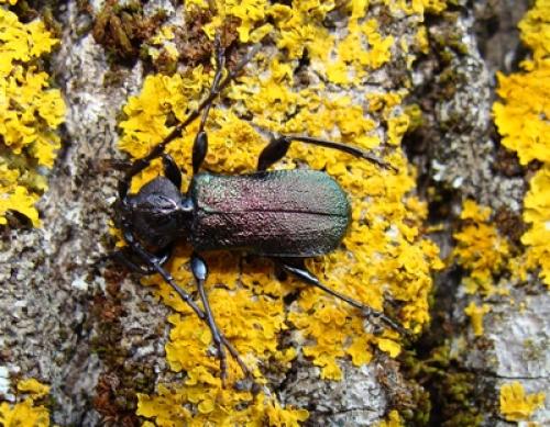 Réf. 46 552 : Ropalopus insubricus