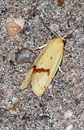 Réf. 46 076 : Agapeta hamana