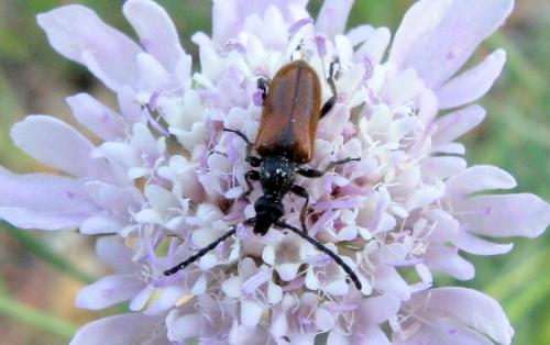 Pseudovadonia livida