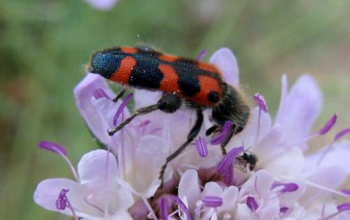 Réf. 46 170 : Trichodes leucopsideus