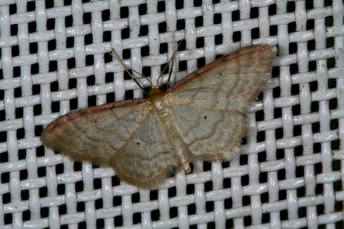 Idaea humiliata
