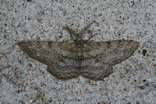 Réf. 46 007 : Hypomecis punctinalis