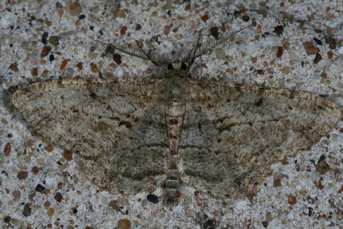 Peribatodes rhomboidaria