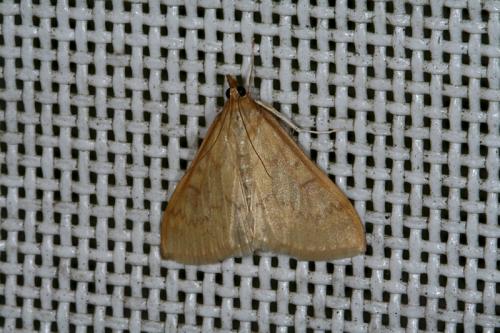 Réf. 46 039 : Ostrinia nubilalis
