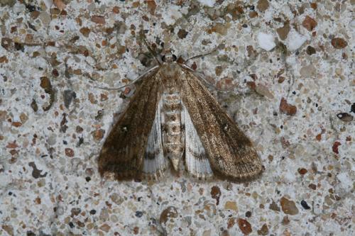Réf. 46 042 : Parapoynx stratiotata