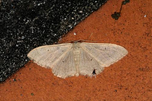 Réf. 46 045 : Idaea sp.
