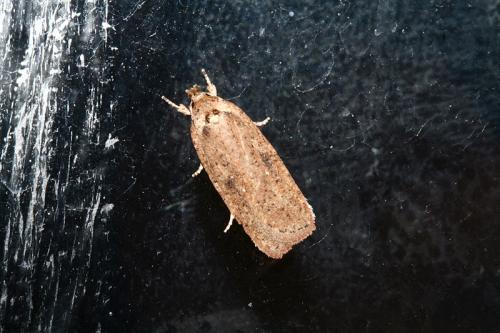 Agonopterix propinquella