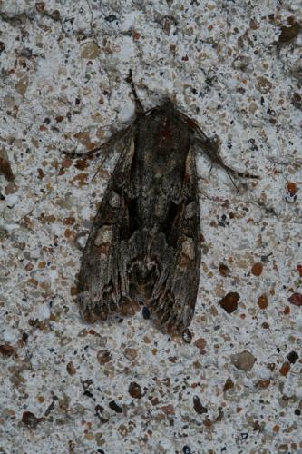 Lacanobia w-latinum