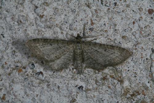Réf. 46 202 : Eupithecia sp.