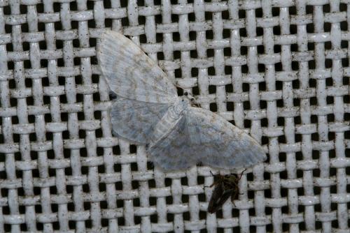 Réf. 46 292 : Asthena albulata