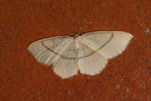 Réf. 46 295 : Cyclophora sp.