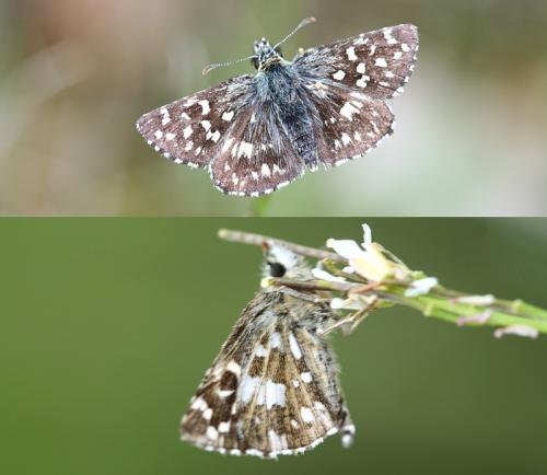 Pyrgus malvae