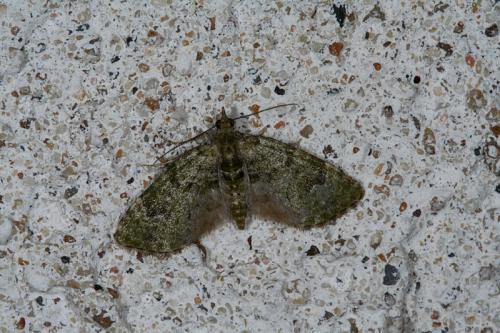 Réf. 46 382 : Chloroclystis v-ata