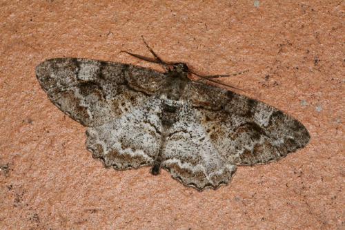 Réf. 46 461 : Alcis repandata