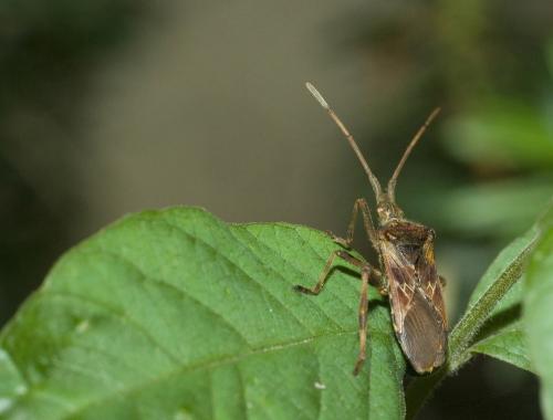 Leptoglossus occidentalis