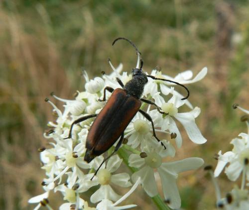 Anastrangalia dubia