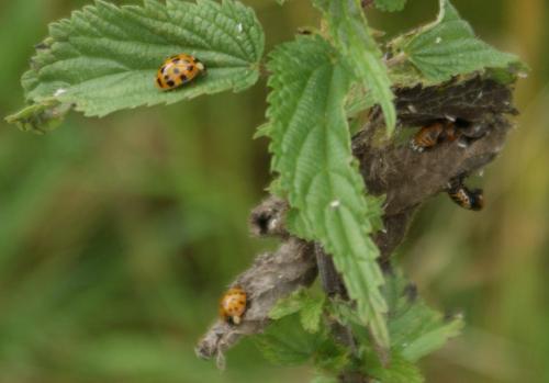 Harmonia axyridis