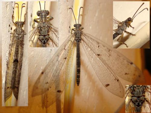 Distoleon tetragrammicus