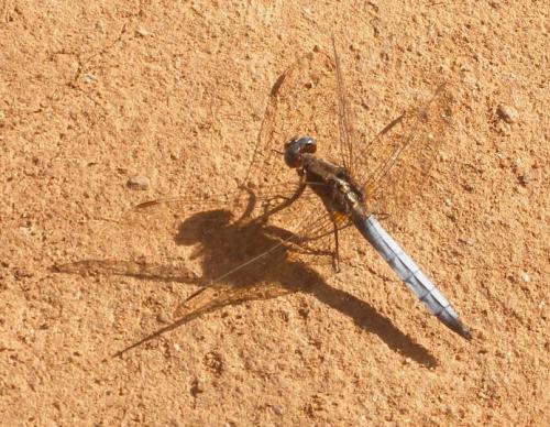 Orthetrum azureum