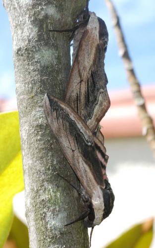 Réf. 46 741 : Sphinx ligustri