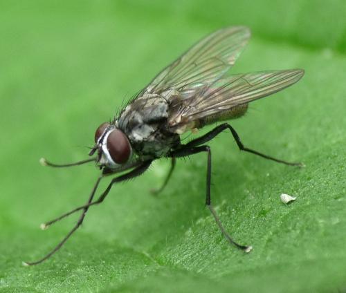 Réf. 46 407 : Limnophora maculosa